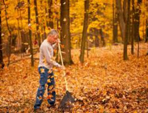 10 Tips to Contain Leaves this Fall